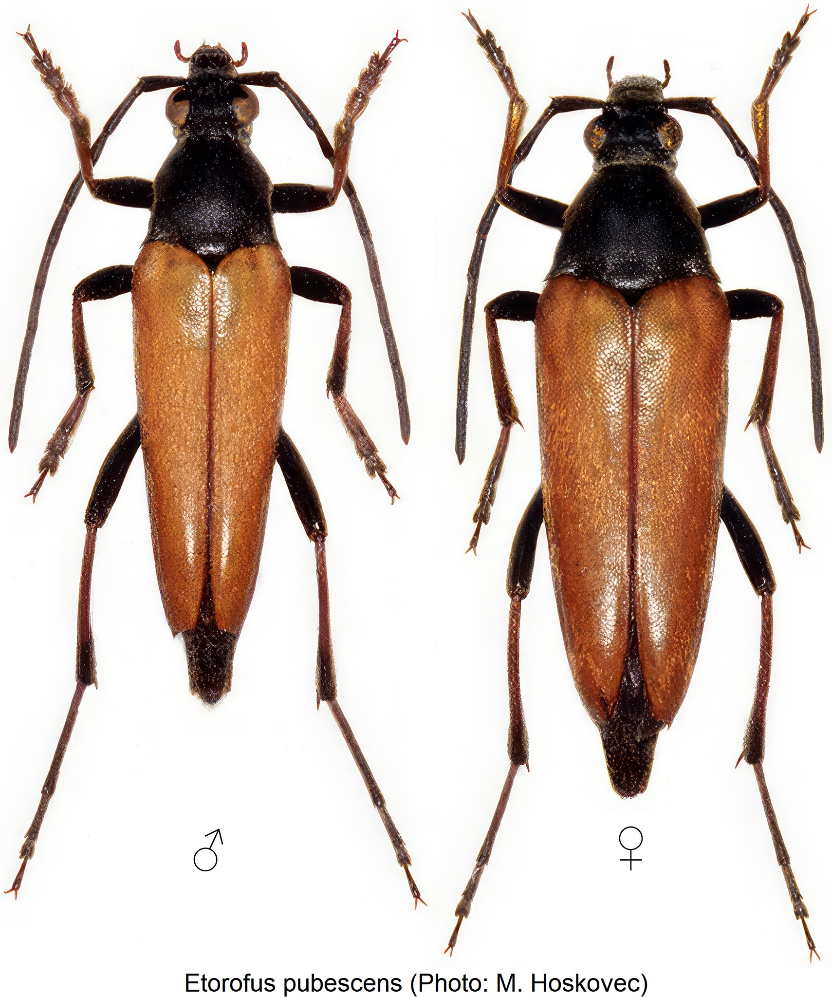 etorofus_pubescens_hab.jpg