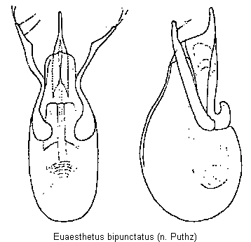 euaesthetus_bipunctatus.gif
