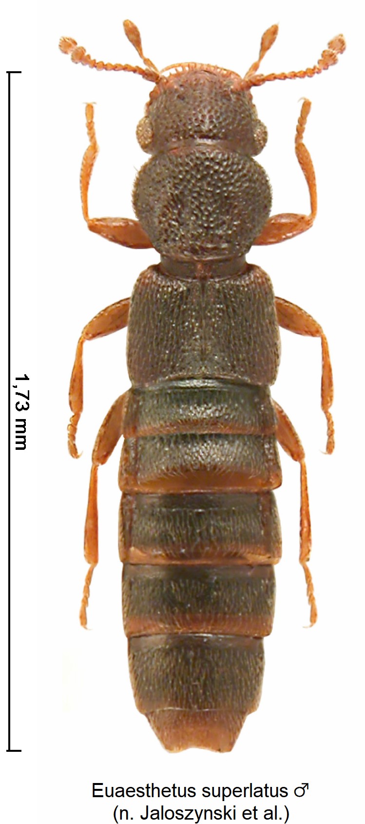euaesthetus_superlatus_m_hab.jpg