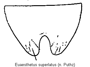 euaesthetus_superlatus_st.gif