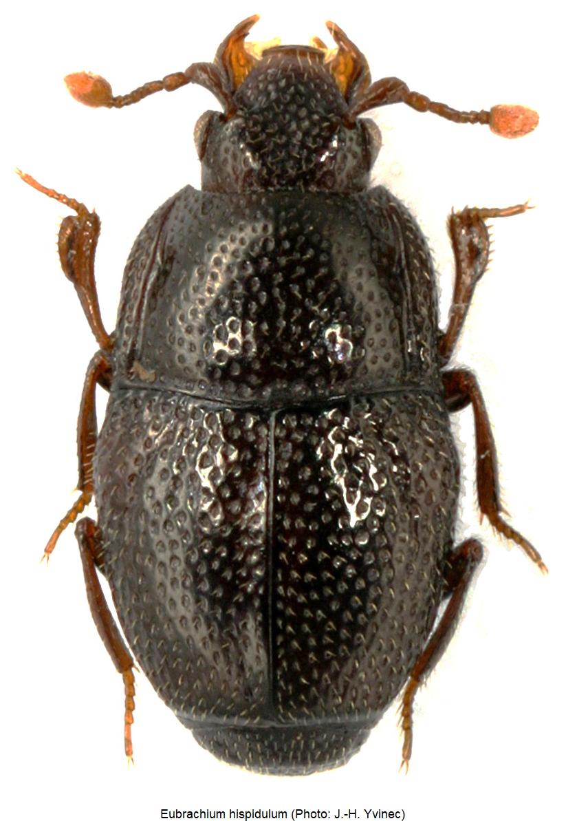 eubrachium_hispidulum_hab.jpg
