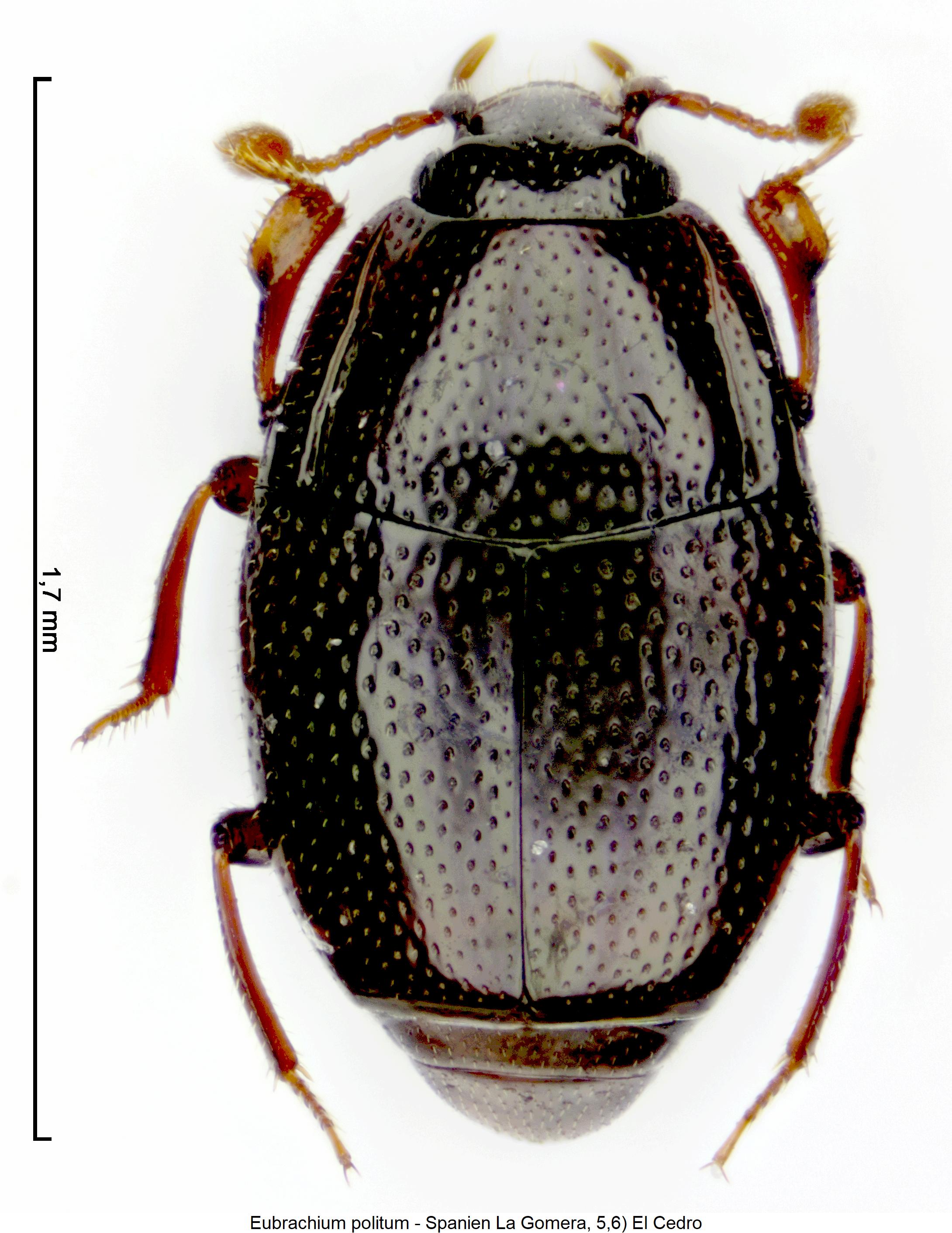 eubrachium_politum_hab.jpg