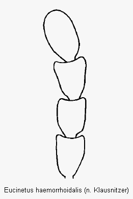 eucinetus_haemorrhoidalis_f.gif