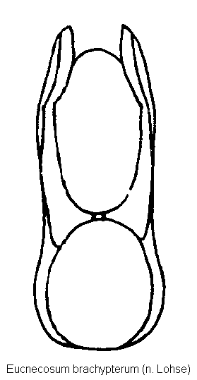 eucnecosum_brachypterum.gif