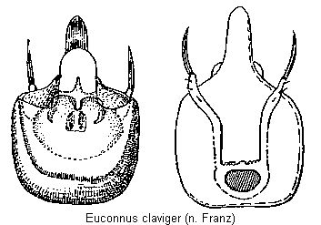 euconnus_claviger.gif