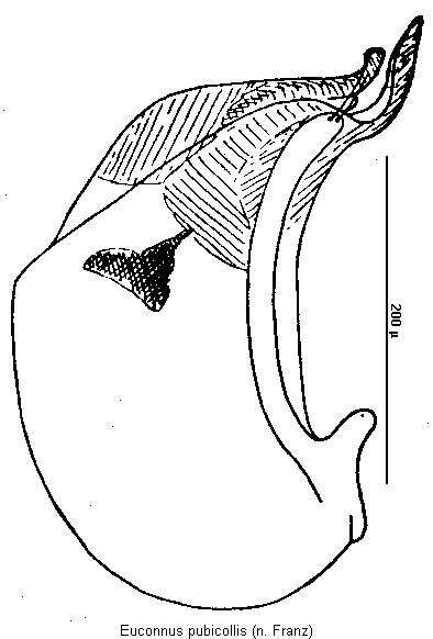 euconnus_pubicollis.gif