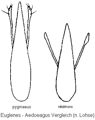 euglenes_aedoeagus_vgl.gif