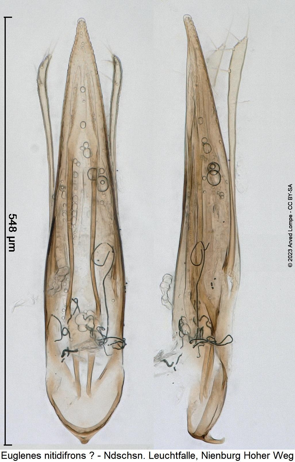 euglenes_nitidifrons1.jpg