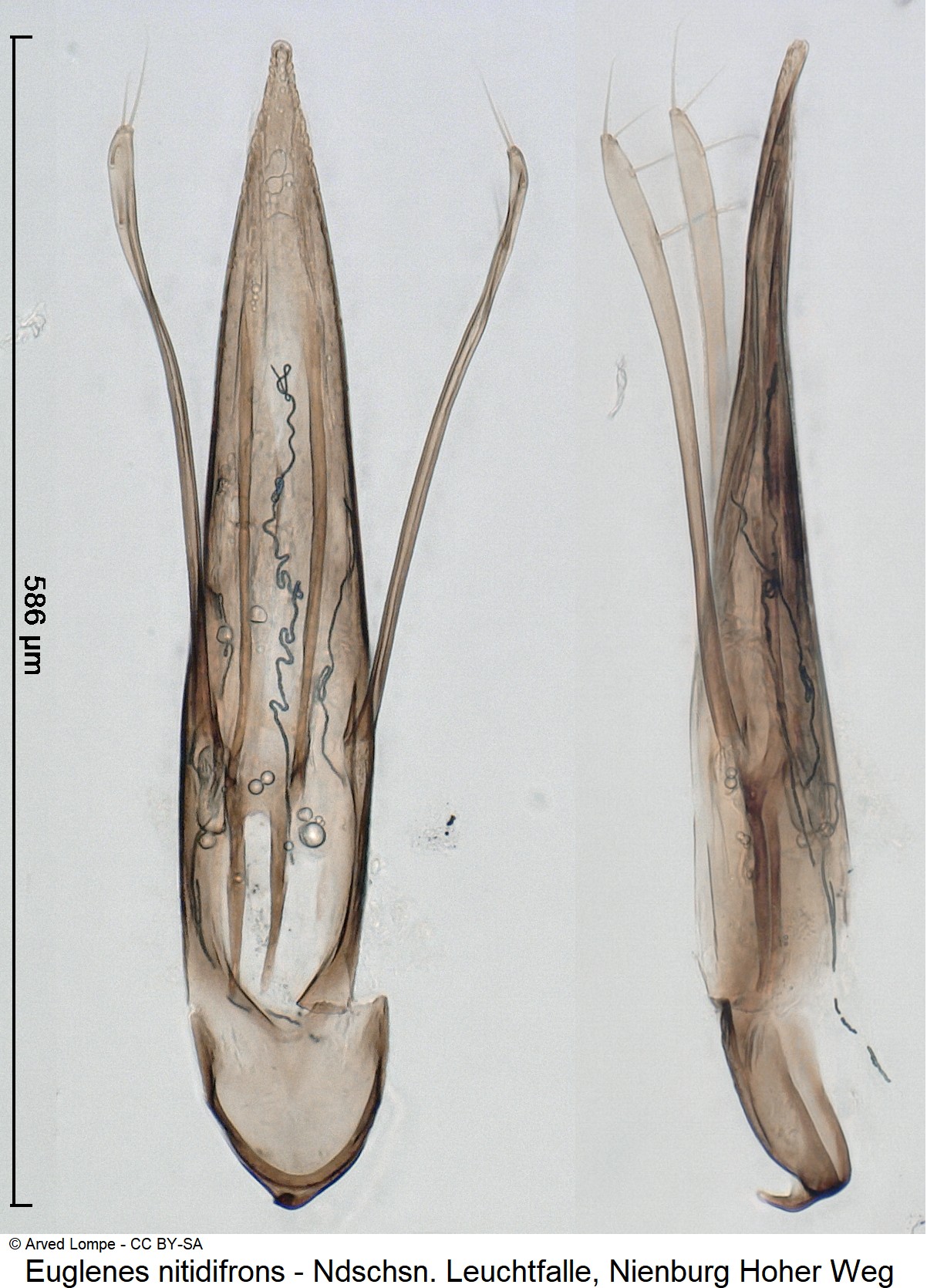 euglenes_nitidifrons_ck35981518.jpg