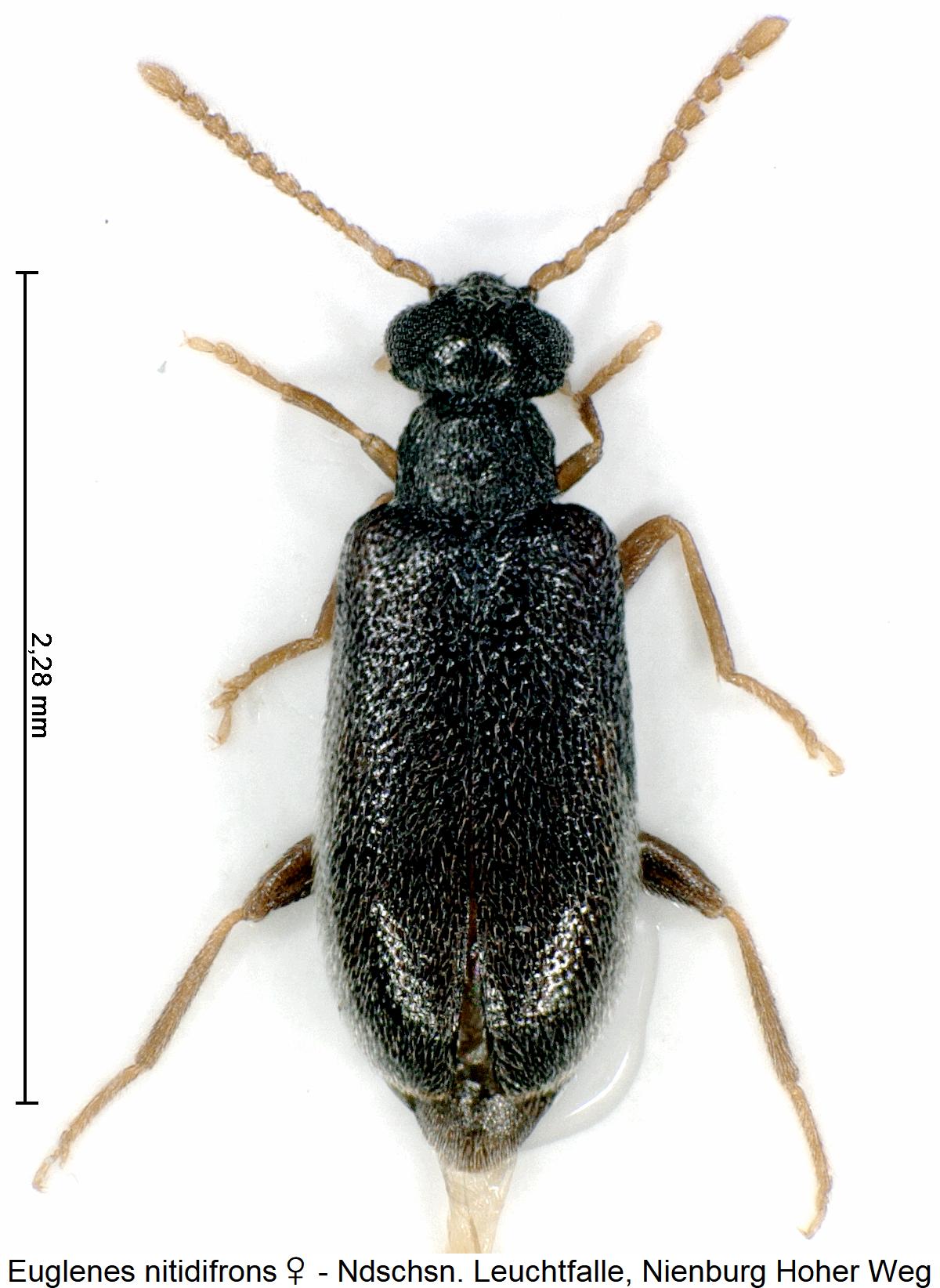 euglenes_nitidifrons_w_hab.jpg