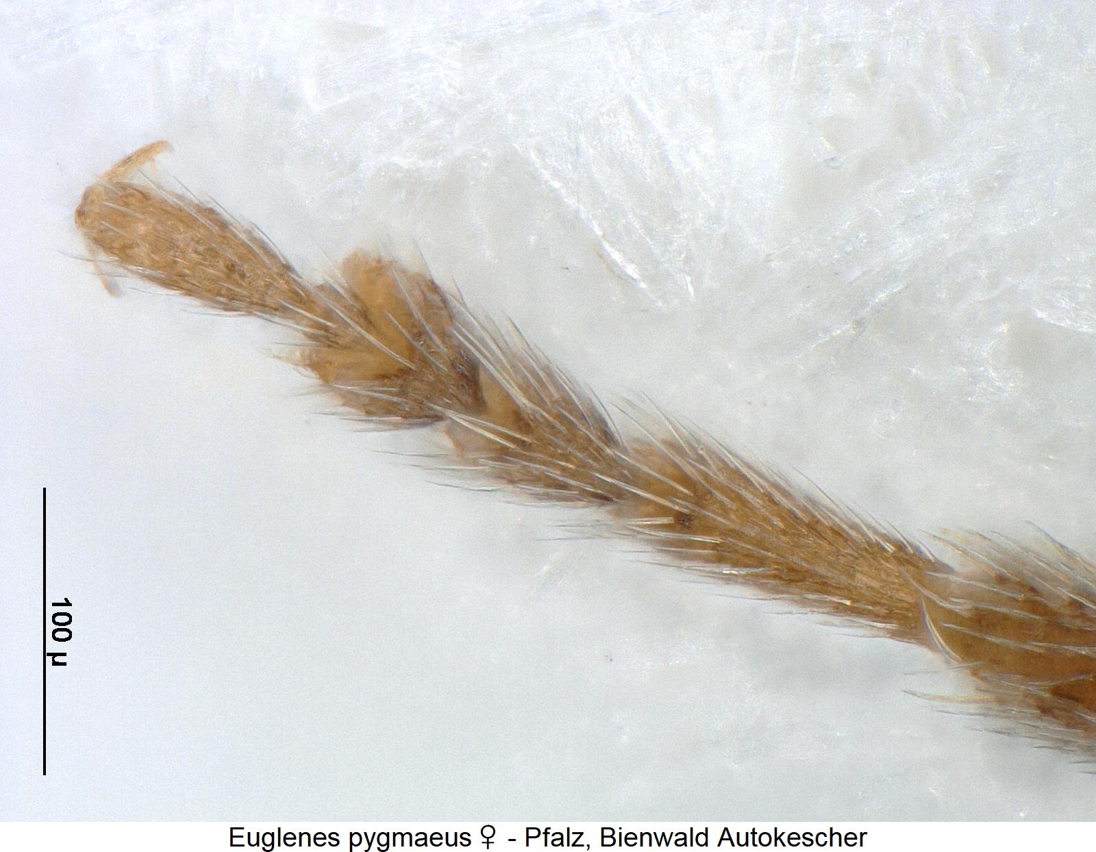 euglenes_pygmaeus_w_vtr1.jpg