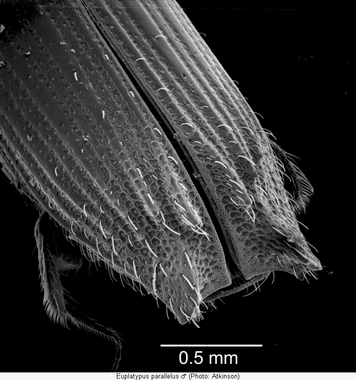 euplatypus_parallelus_m_fld.gif