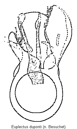 euplectus_duponti.gif