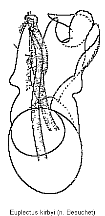 euplectus_kirbyi.gif