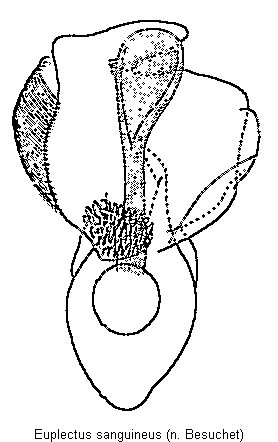 euplectus_sanguineus.gif