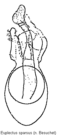 euplectus_sparsus.gif