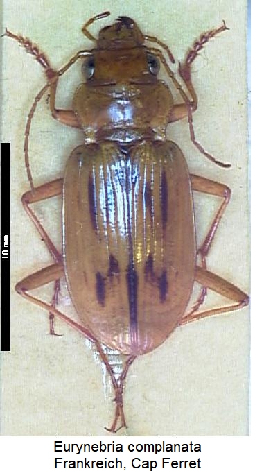 eurynebria_complanata_hab2.jpg