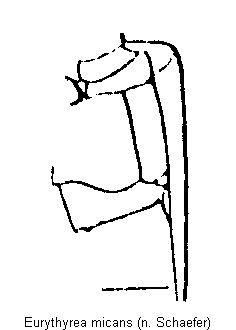 eurythyrea_micans_mbr.gif