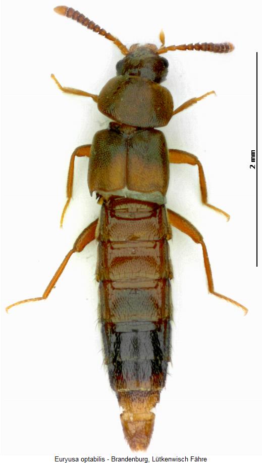 euryusa_optabilis_hab.jpg