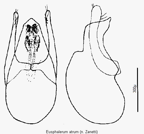 eusphalerum_atrum.gif