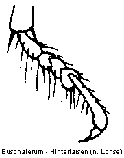 eusphalerum_htr.gif