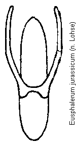 eusphalerum_jurassicum.gif
