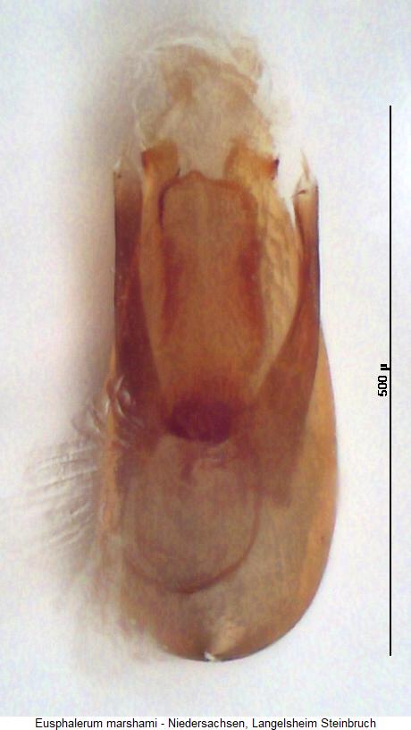eusphalerum_marshami1.jpg