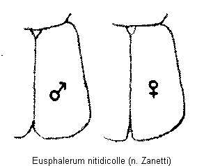 eusphalerum_nitidicolle_fld.gif