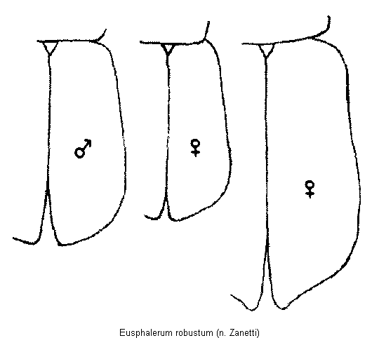 eusphalerum_robustum_fld.gif