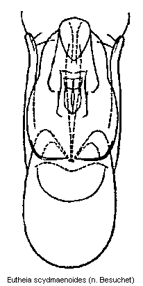 eutheia_scydmaenoides.gif