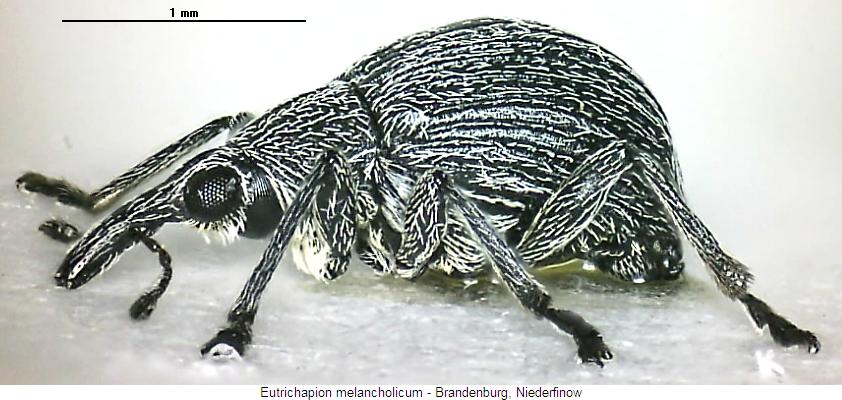 eutrichapion_melancholicum_sa.jpg