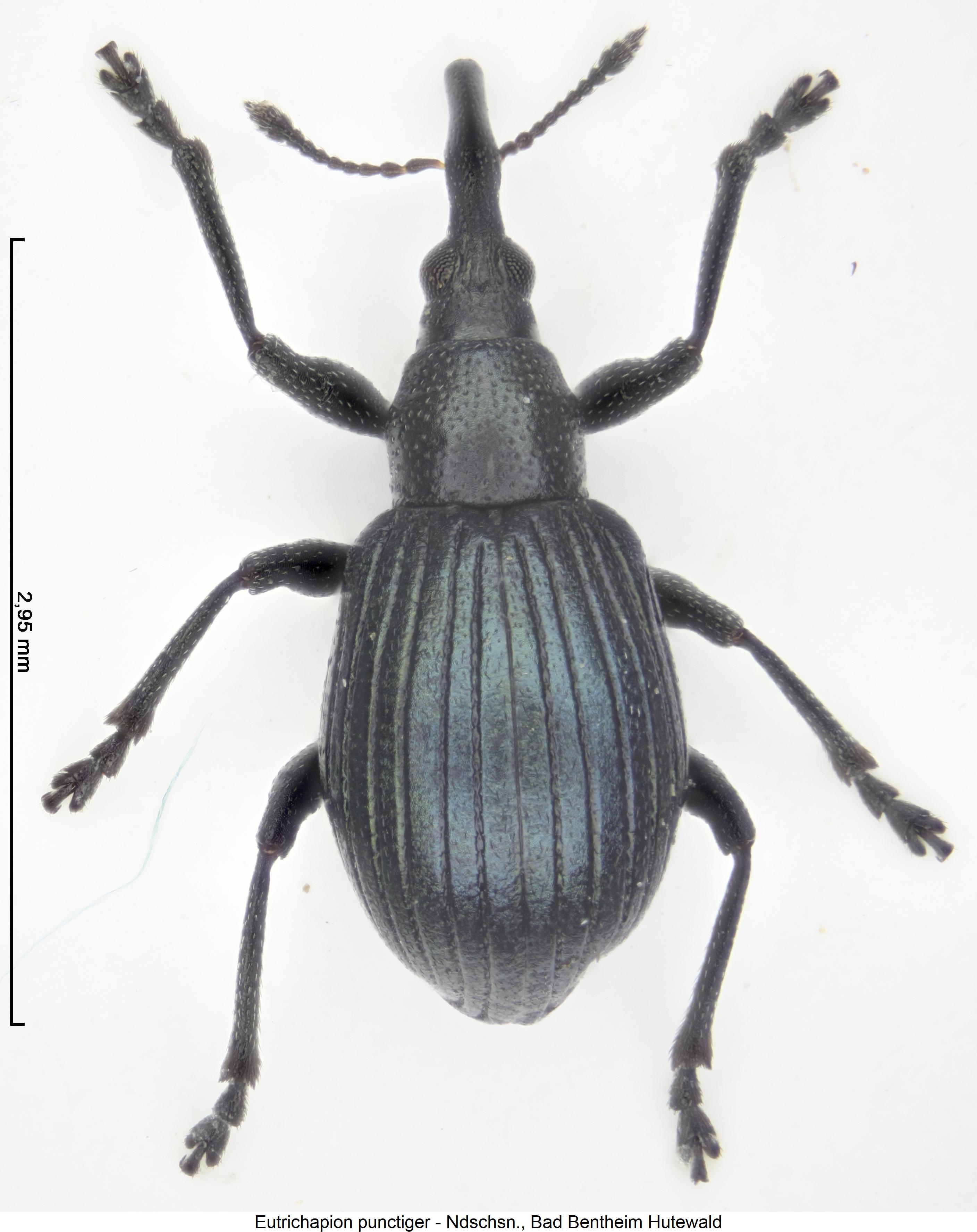 eutrichapion_punctiger_hab.jpg