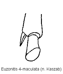 euzonitis_4-maculata_hschn.gif