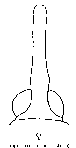 exapion_inexpertum_k.gif