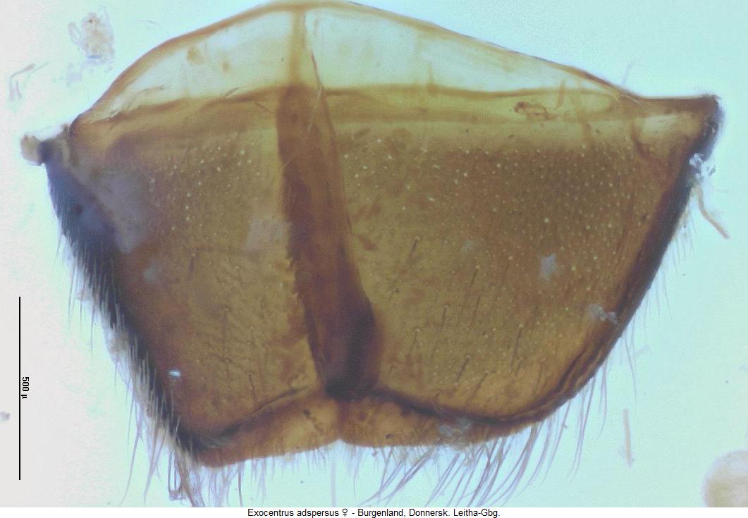 exocentrus_adspersus_ster.jpg