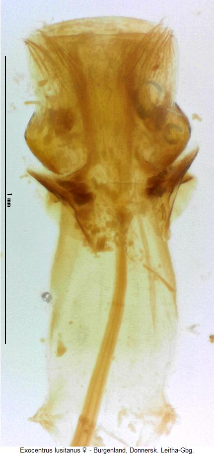 exocentrus_lusitanus_ovi.jpg