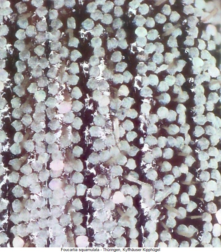 foucartia_squamulata_fld.jpg