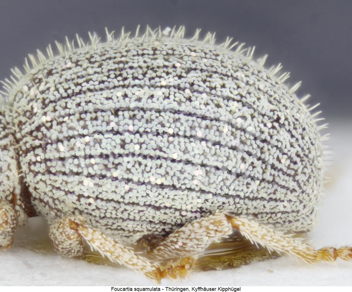 foucartia_squamulata_sa1.jpg