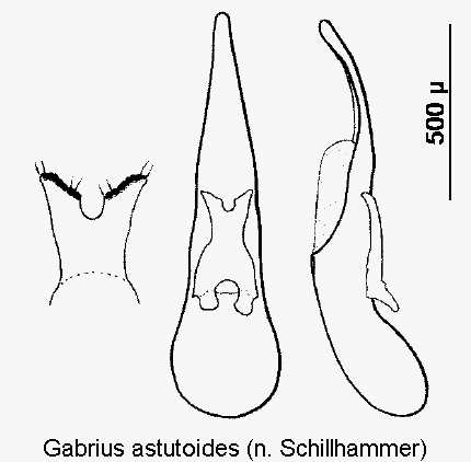 gabrius_astutoides1.gif