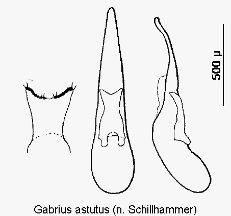 gabrius_astutus1.gif