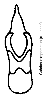 gabrius_exspectatus.gif