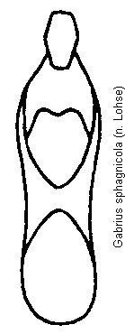 gabrius_sphagnicola.gif