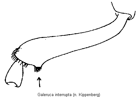 galeruca_interrupta_vschn.gif