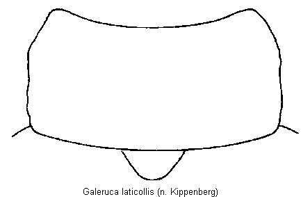 galeruca_laticollis_hsch.gif