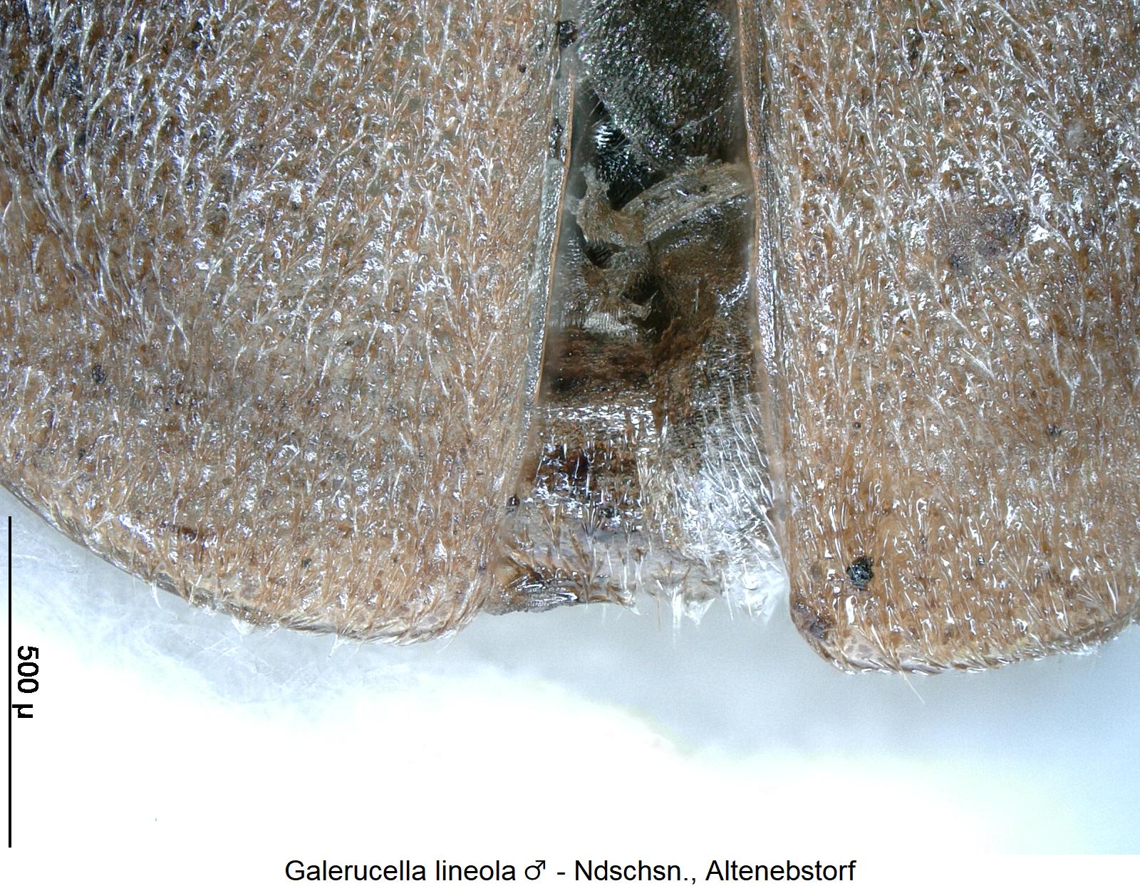 galerucella_lineola_m_nwi.jpg