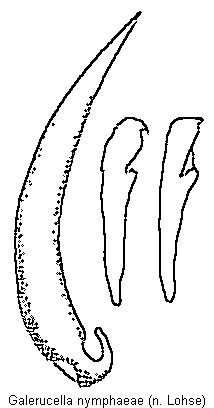 galerucella_nymphaeae.gif