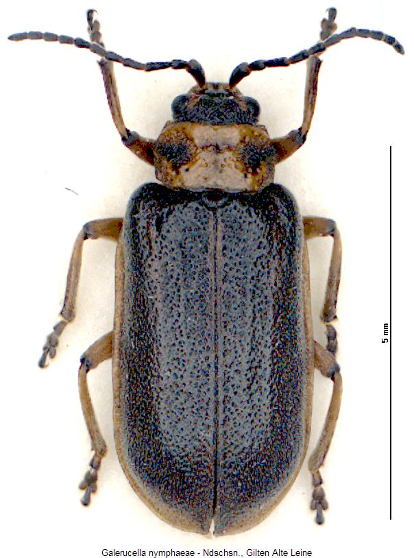 galerucella_nymphaeae_hab.jpg