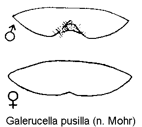 galerucella_pusilla_ster.gif