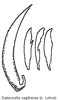 galerucella_sagittariae.gif