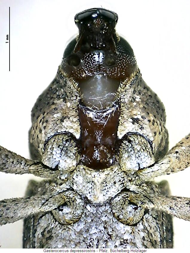 gasterocercus_depressirostris_us.jpg